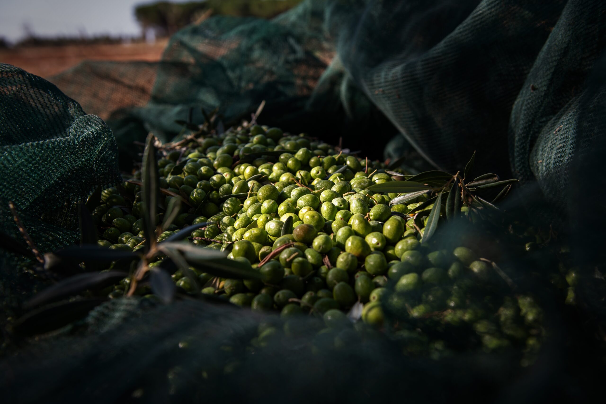 Ελαιόδεντρο MyElia με πράσινες ελιές